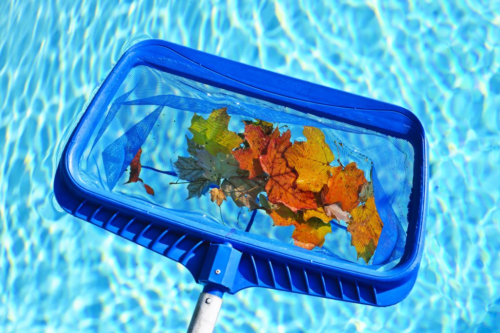 scooping autumn leaves out of pool